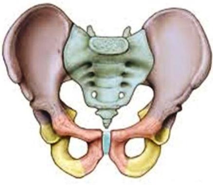 Pelvis and SIJ