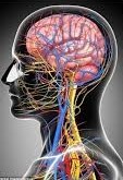 Immune and Epigenetic Pathways Linking Childhood Adversity and Health Across the Lifespan