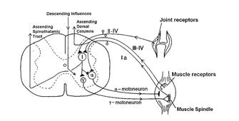 The Neurophysiological Basis of the Subluxation
