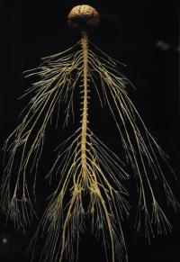 Applied Biomechanics of the Nervous System - Part 2