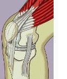 Anterior Knee Pain after Total Arthroplasty:  A Narrative Review
