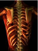 Thoracic Spine