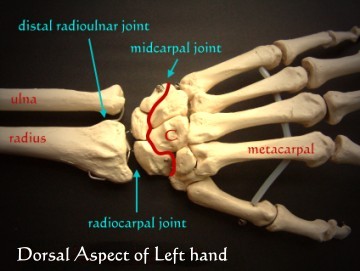 Wrist Pain: Part 1 - Examination, Investigations and Scaphoid Fracture